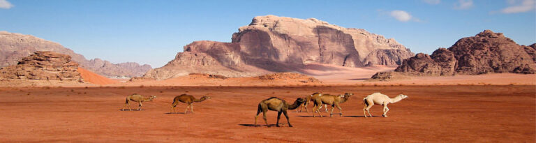 Petra Tours